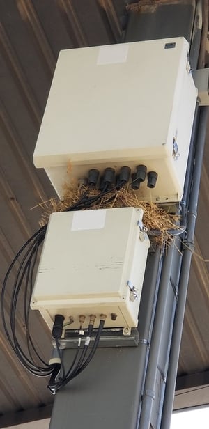 2020-06-19-2_TST-IT-Disaster-Of-The-Week_This Network Is For The Birds
